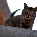 gtr_cat